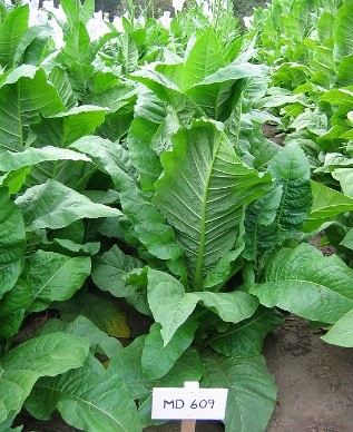 Maryland Tobacco Plant